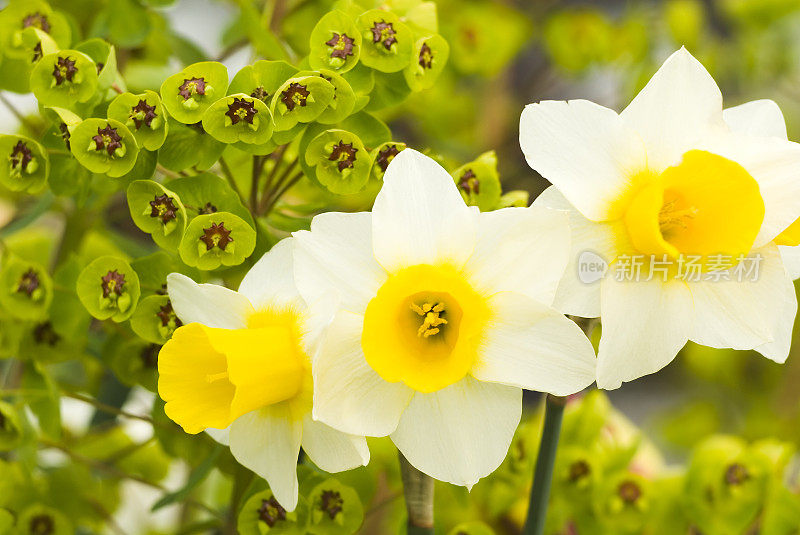 水仙(Narcissus)和大戟(Euphorbia) - II